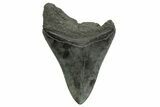 Fossil Megalodon Tooth - South Carolina #368406-1